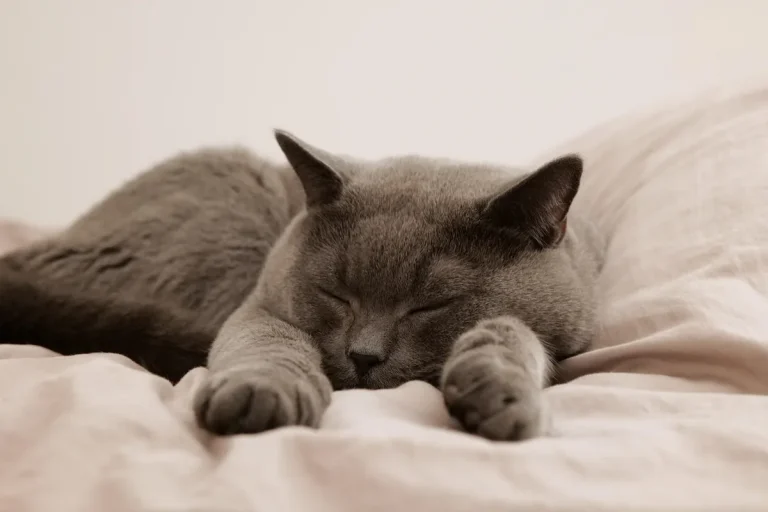 cuánto debe dormir un adulto